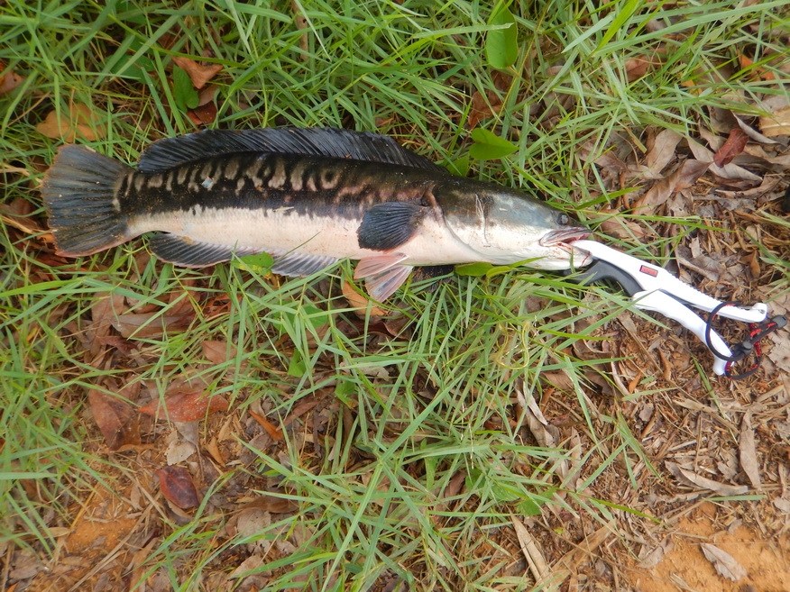 
กริ๊ปเปอร์ Rapala floating fish gripper 9  :smile: :smile: :cheer: :cheer: