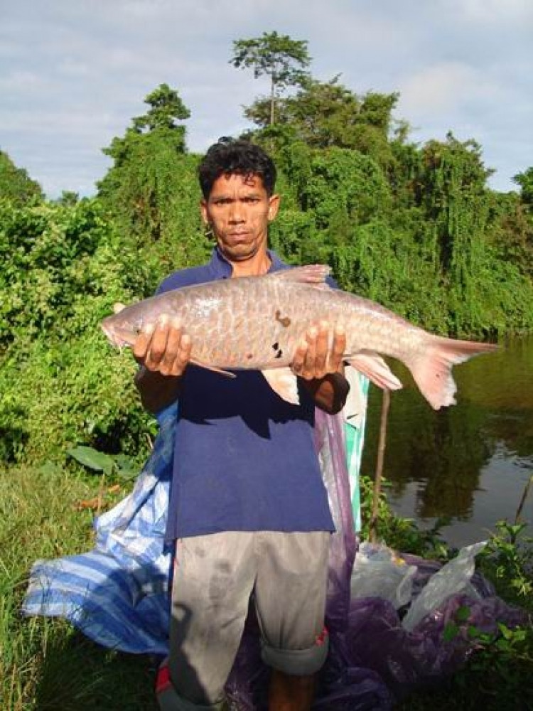 ปลากือเลาะ ราชาแห่งแม่น้ำสายบุรี
ผลงานทีมงานSakai Frog ในหลายปีที่ผ่านมา