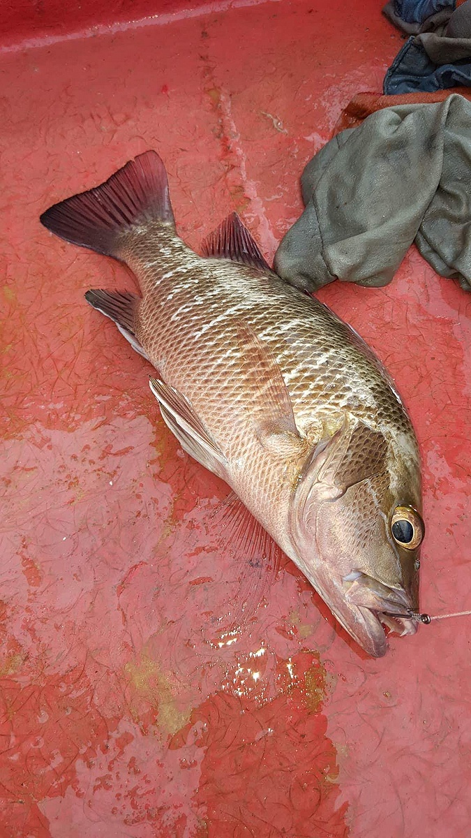 ปลากะพงแดงป่าชายเลน หรือ ปลากะพงแดงปากแม่น้ำ Mangrove jack, Mangrove red snapper; ชื่อวิทยาศาสตร์: L