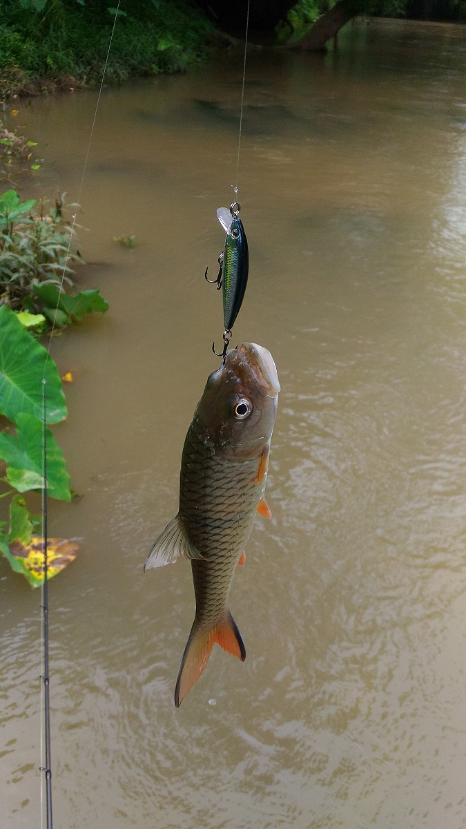 

 [center]ตัวนี้หลงสเหน่ Rapala ครับ[/center]

[center] :laughing: :laughing: :laughing: :laugh