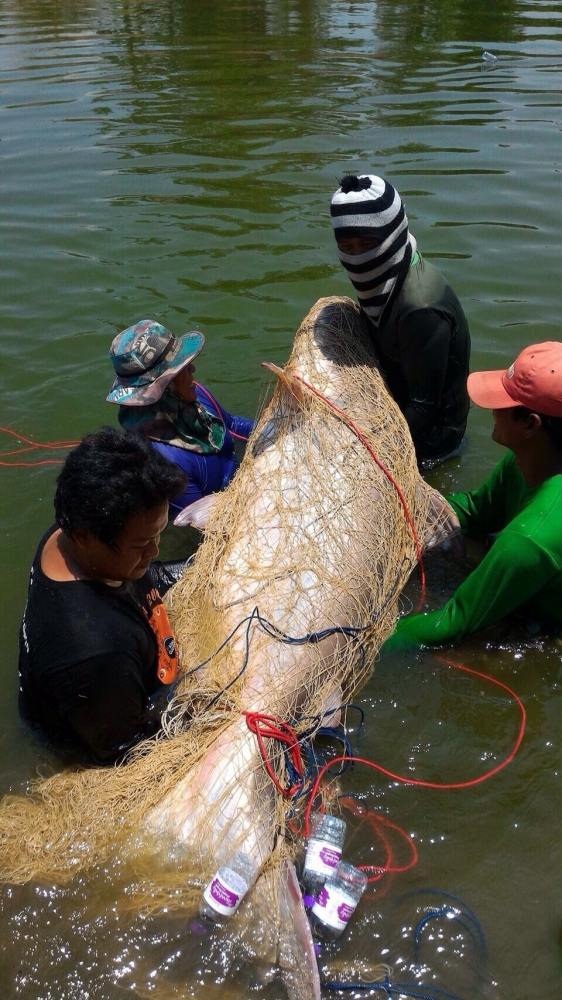 ...หลายปีที่ได้ทำการรวบรวมปลา3กิโลจากแม่น้ำ บ่อ เพื่อมายังบึงปลาบึก...