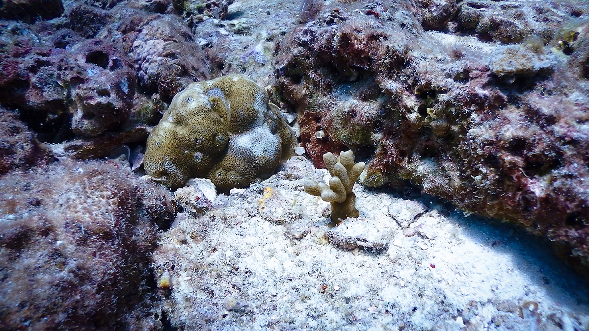  :love: :love: :love:นี่คือ หน่อปะการังที่เราปลูก โดยการเก็บเศษปะการังที่หักๆ หรือติดเชื้อกำลังจะตาย