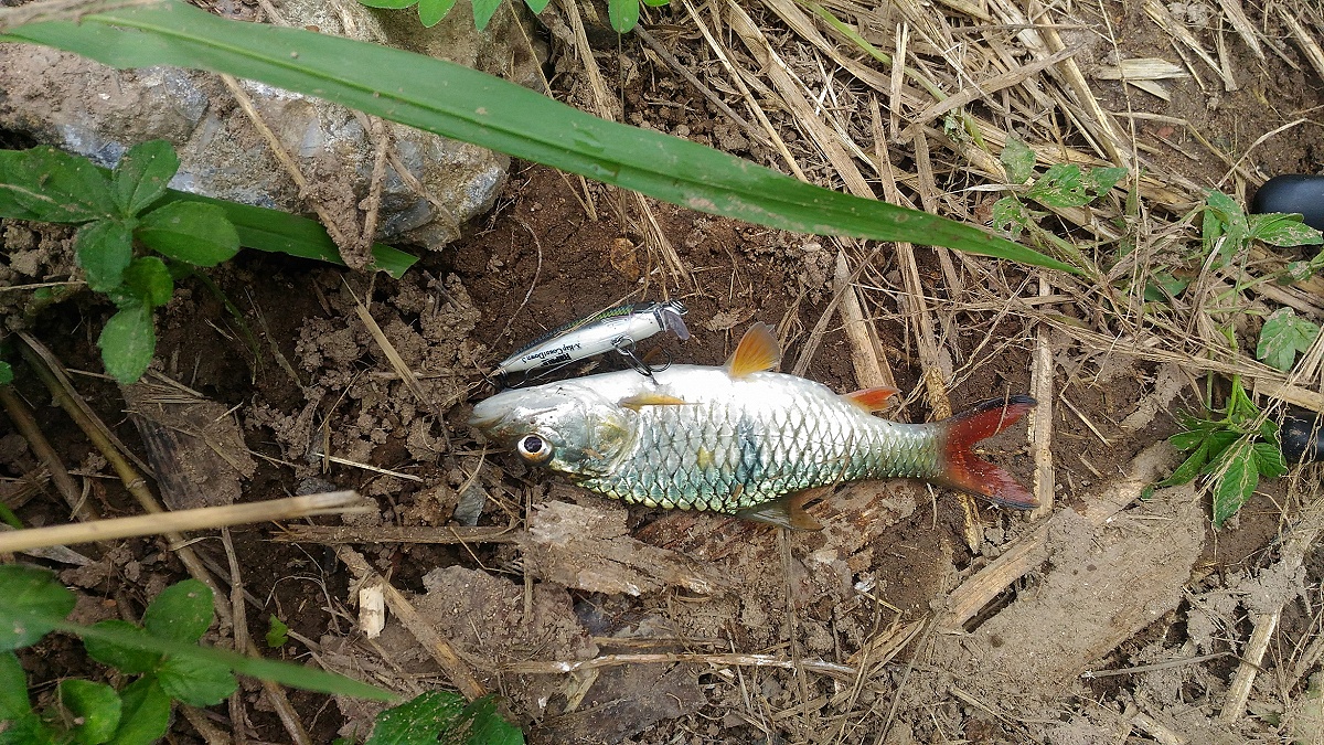 

 [center]ปลากับเหยื่อเกือบเท่ากัน[/center]

 [center] [b]Rapala Shad rap ทำงานได้ดีในวันที่ฟ้า