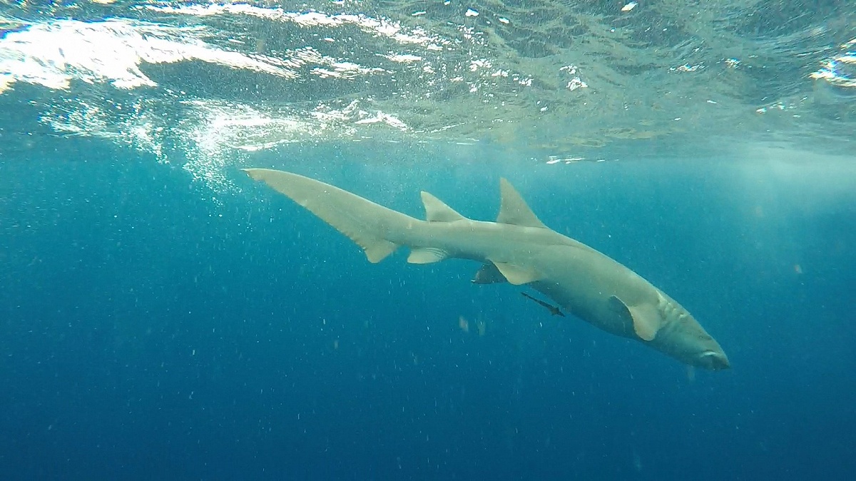 เย่ออยู่ตั้งนาน   นี่ครับ ตัวปริศนาใต้น้ำ  Nurse Shark   ยาวประมาณสองเมตรครึง น้ำหนักไม่รู้ครับ ใหญ่