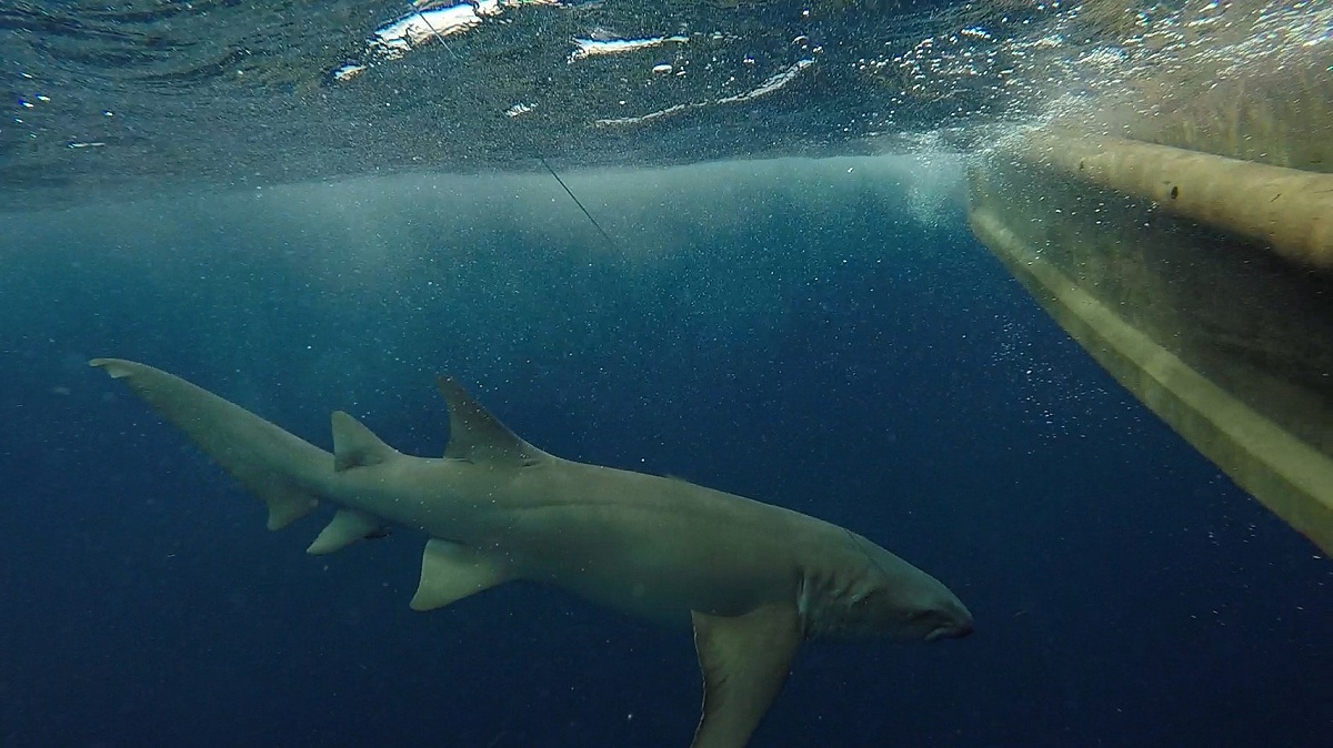 มาตามเสียงเชียร์เลยครับ   ฉลาม Nurse Shark ตัวที่  2 ของเฮียขาว  แน่นอนจริงๆๆ  :love: