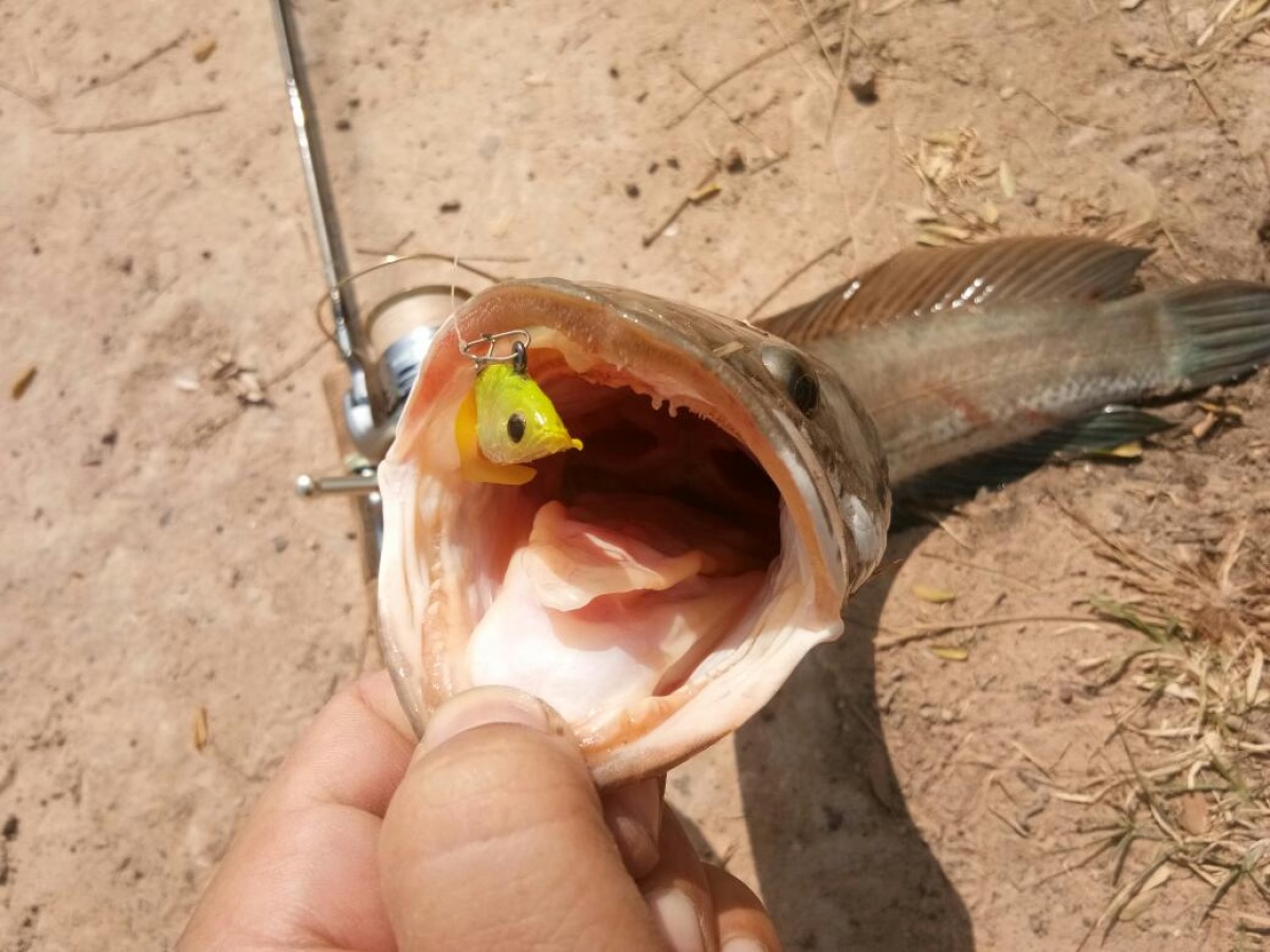 ปลายางตัวนี้หมานมาก