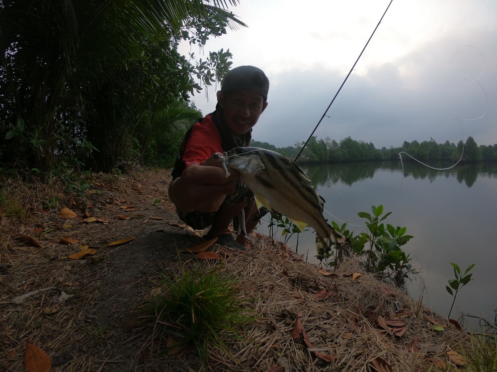 
ผลงานกับเหยื่อ Storm Gomoku soft minnow 1.8  :cheer: :cheer: :cheer: :cheer: :cheer: