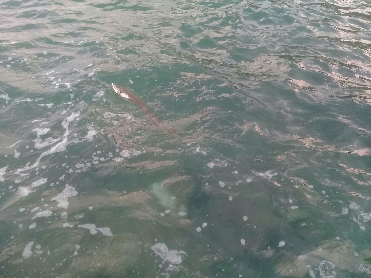 นี่คือภาพสุดท้ายของปลาตัวนี้ คือกระโดดสะบัด กริประเบิด ปลาหลุดไปกับเหยื่อ เสียดายครับ :cry: