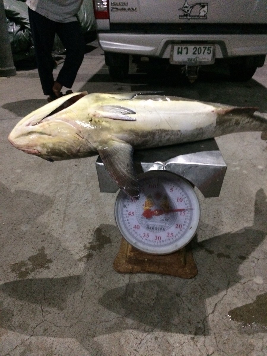 รับบริการตกปลาท้วอ่าวไทย