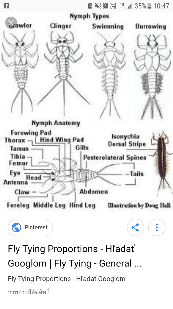 มันคือ ตัวอ่อนของแมลงชีปะขาวนั่นเอง หรือ ที่ฝาหรั่งเรียกว่า mayfly nymph  
ลำตัวลีบแบนเพื่อลดแรงต้า