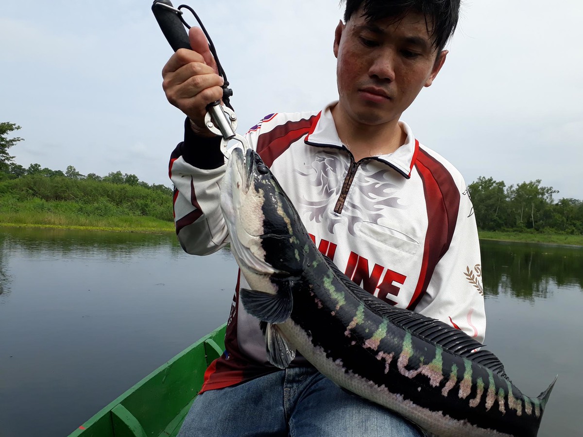 ขับเรือสวนทาง โชคดี ชาวบ้านหาปลาตะโกนบอก ชะโด อยู่แถวนี้  :cool: :cool: ทำการหลอกล่อ จนได้ มาอีก1หน่