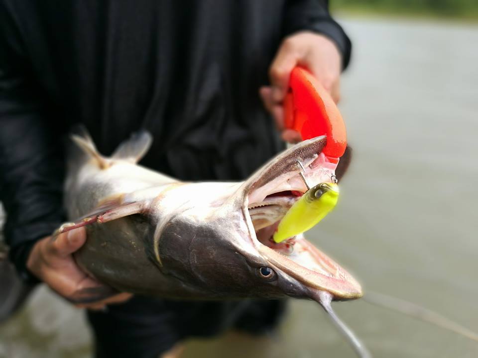 Trophy ปลาค้าวขาวจากเหยื่อปลอมตัวที่สองในชีวิต กินเหยื่อผิวน้ำ งวดที่แล้วตกได้ที่แม่น้ำน้อยจ.อ่างทอง