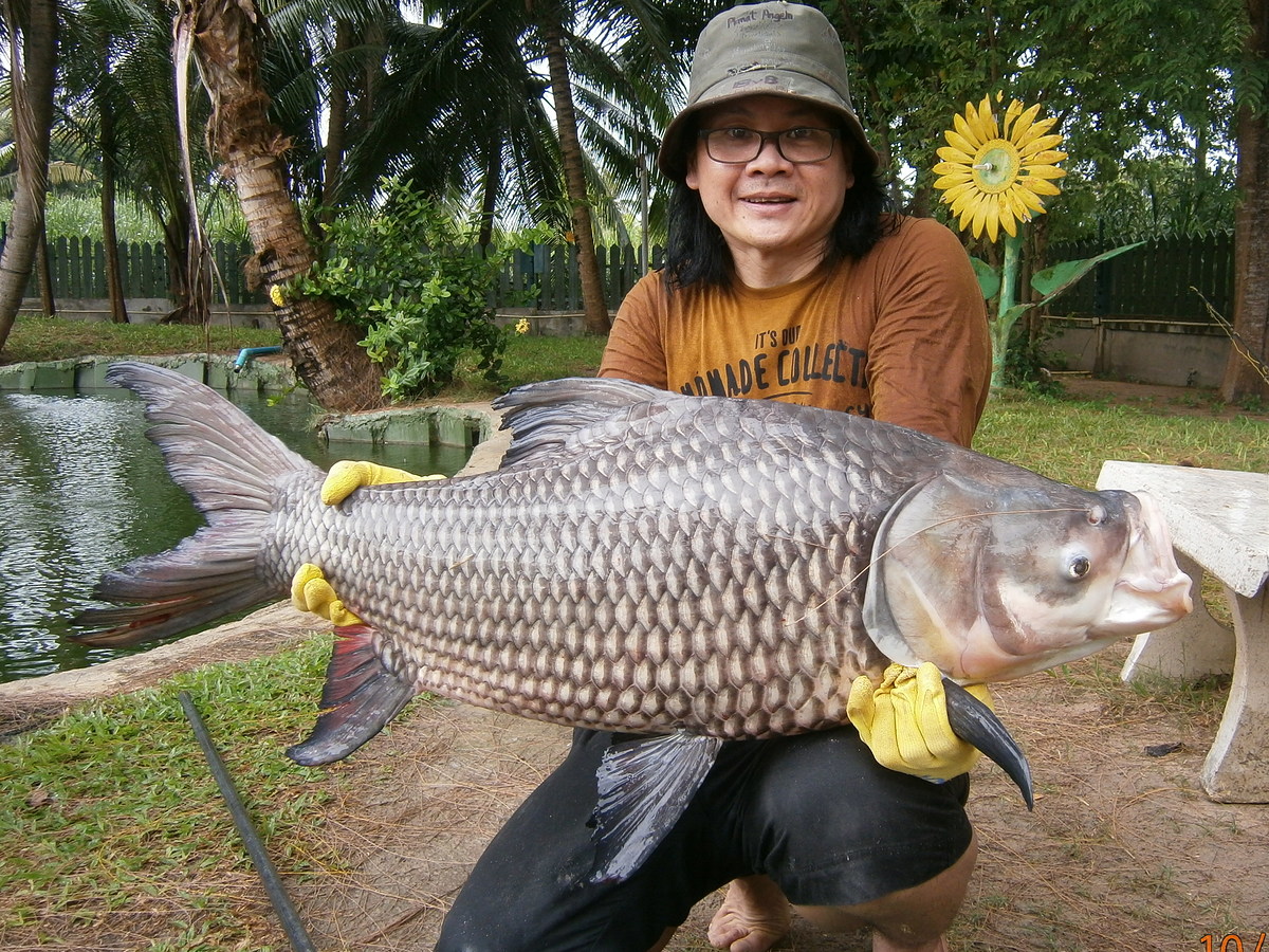 huahinfishing lodg ทิปที่สามบ่อนี้ผมชอบไปตกปลาช่อนอเมซอลอยูู่บ่อยแต่คราวนี้ไม่่ได้ตกครับแต่สปิ่วกระโ