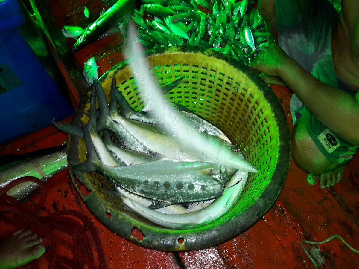 หลังจากได้ปลาช่อนทะเล ปลาในตะกร้านี้ได้ระหว่างการปั่นไฟไดร์หมึกทั้งหมด :grin:
