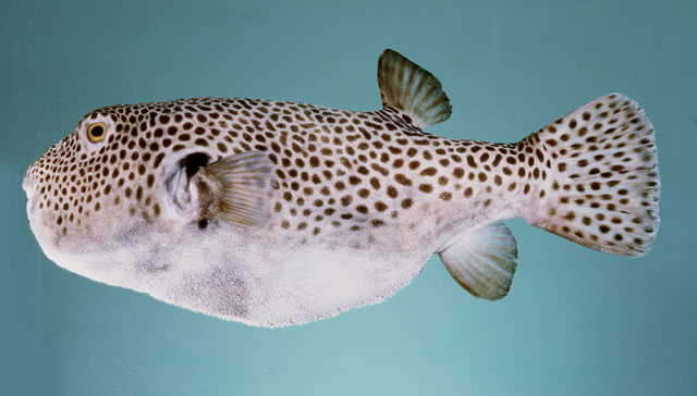 ปลาปักเป้ายักษ์ ปลาปักเป้าจุดดำ
Arothron stellatus  (Anonymous, 1798)	
 Stellate puffer
ขนาด 120 