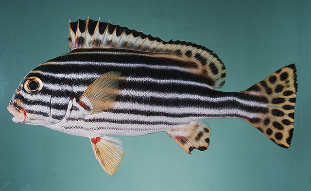 ปลาสร้อยนกเขาแตงไทย
Plectorhinchus vittatus  (Linnaeus, 1758)	
 Indian Ocean oriental sweetlips 
