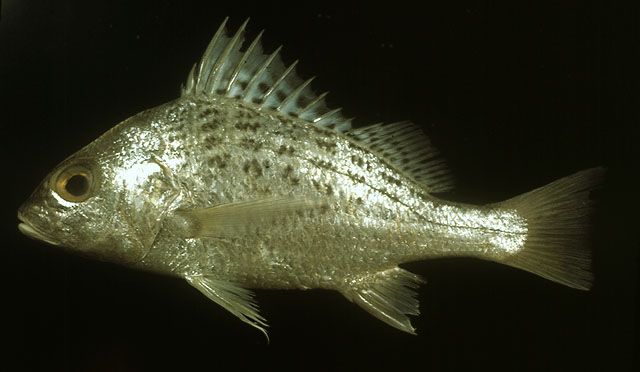 ปลาครืดคราด
Pomadasys kaakan  (Cuvier, 1830)	
 Javelin grunter 
ขนาด 80cm
พบตามกองหินใต้น้ำ พื้น