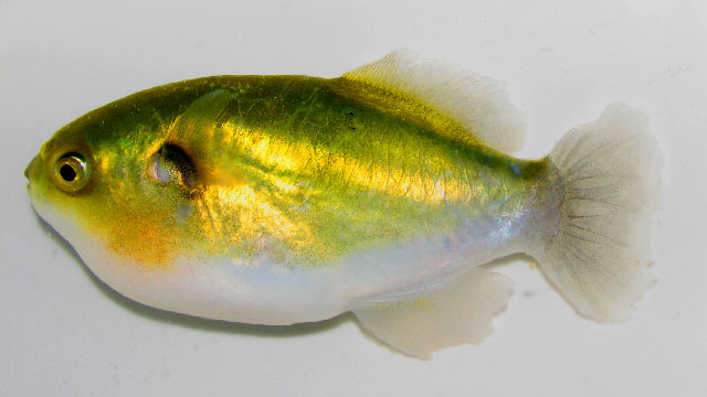 ปลาปักเป้าทอง
Auriglobus modestus  (Bleeker, 1850)	
ขนาด 15cm