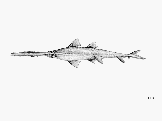 ปลาฉนากปากแคบ
Anoxypristis cuspidata  (Latham, 1794)	
 Pointed sawfish 
ขนาด 400 cm
พบตามพื้นท้อ