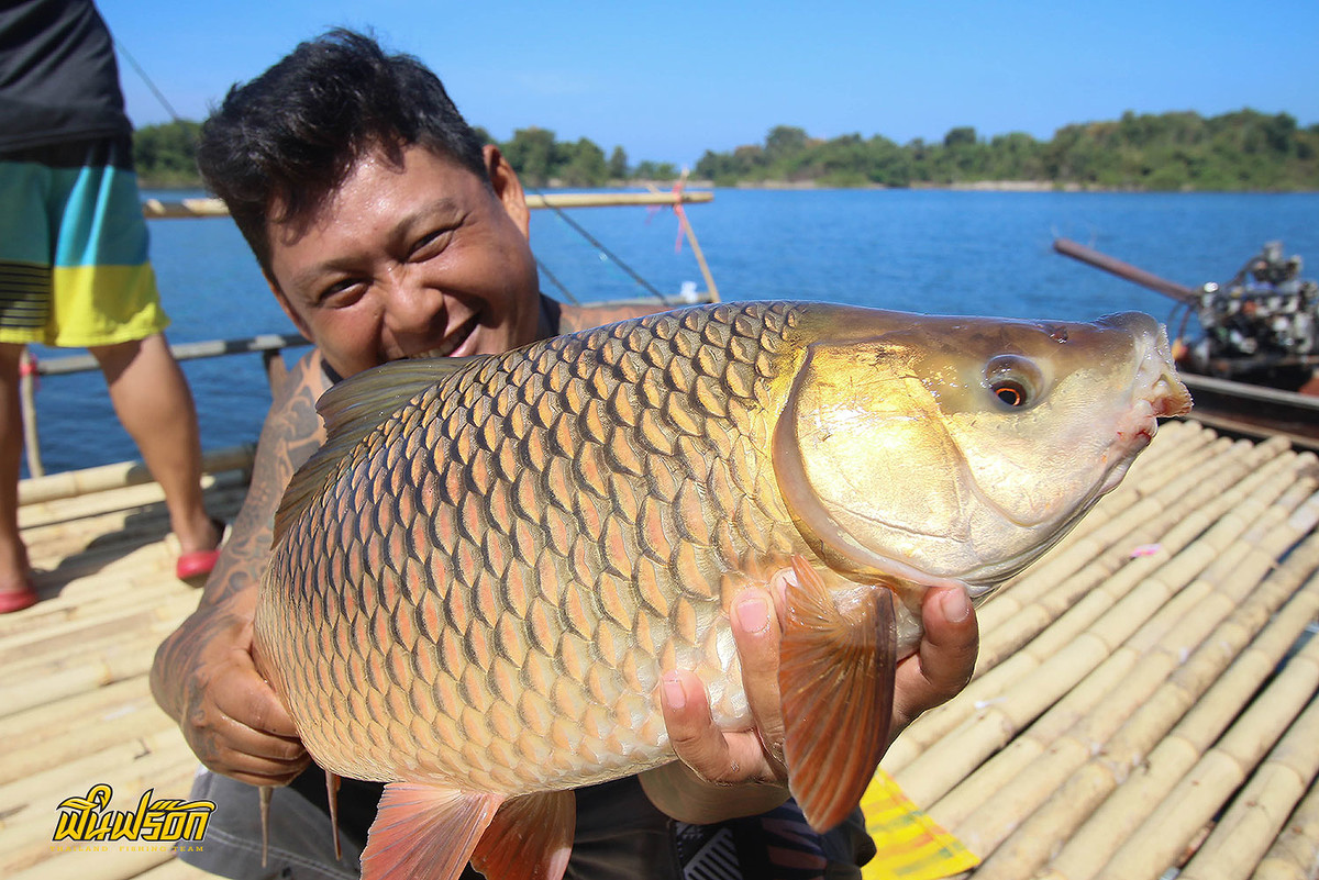 ยกฝูงครับสภาพนี้  :cheer: