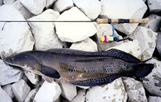 ปลาช่อนข้าหลวง
emperor snakeheadfish
ขนาด 70 cm
พบตามแหล่งน้ำขนาดใหญ่ในป่าทางภาคใต้ พบมากในอ่างเก