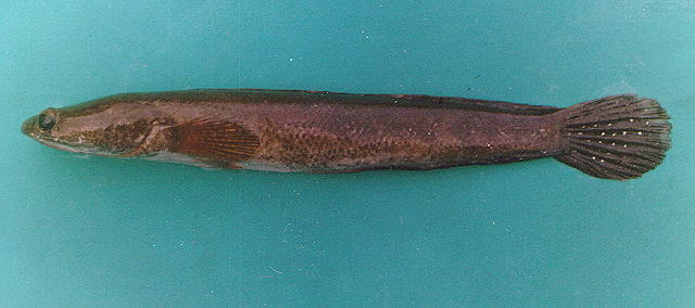 ปลาช่อนงูเห่า
Channa marulius  (Hamilton, 1822)	
 Great snakehead 
ขนาด 150 cm หนักประมาน 7 kg
พ