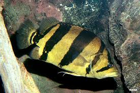 ปลเสือตอลายใหญ่
Datnioides pulcher  (Kottelat, 1998)	
 Siamese tiger perch 
ขนาด 60 cm
พบตามซอกห