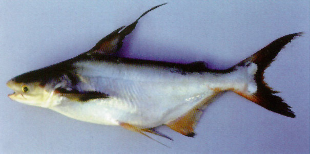 ปลาเทพา
Pangasius sanitwongsei  Smith,  1931	
 Giant pangasius 
ขนาด 250 cm
พบในแม่น้ำเจ้าพระยา 