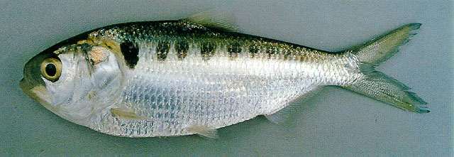 ปลาหมากผาง
Tenualosa thibaudeaui  (Durand, 1940)	
 Laotian shad
ขนาด 20 cm
พบหากินตามแม่น้ำโขง เ