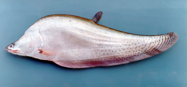 ปลาตองลาย
Chitala blanci
royal knifefish
ขนาด 70cm
พบหากินตามแก่งหินในแม่น้ำโขง และ ลำน้ำสาขา หา