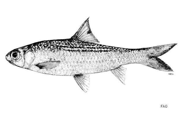 ปลาตะโกกหน้าสั้น
Albulichthys albuloides  (Bleeker, 1855)	
ขนาด 40 cm
หากินบริเวณหน้าดิน พบในลุ่ม