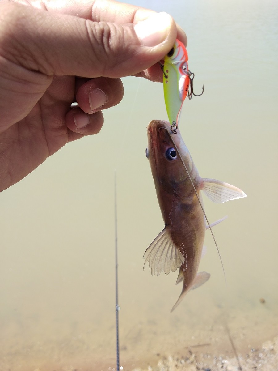 สินค้า Fishing Lures ใน Hamilton, Ontario