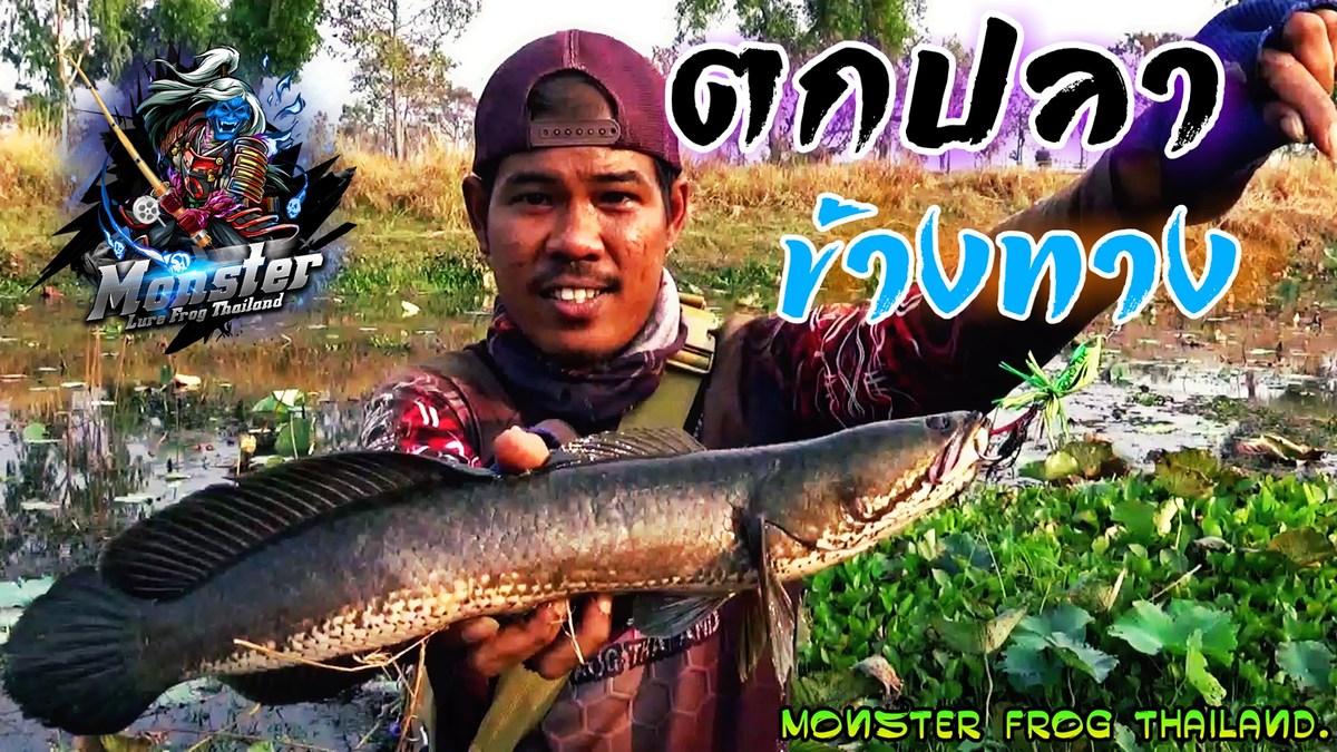 Monster​Frog​TH​ ตกปลา​ช่อน​  ร้องลั่นคลองเลย