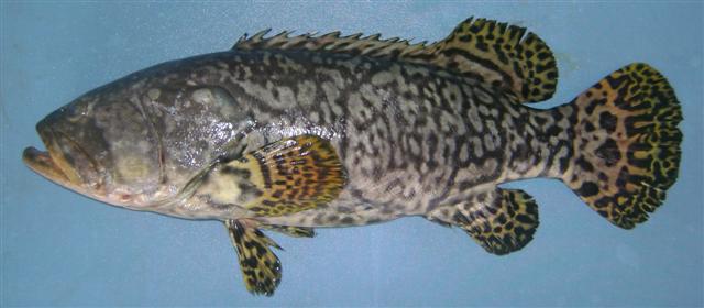 ปลาหมอทะเล
Epinephelus lanceolatus (Bloch, 1790)	
 Giant grouper 
ขนาด 270 cm
พบตามแนวปะการังน้ำ