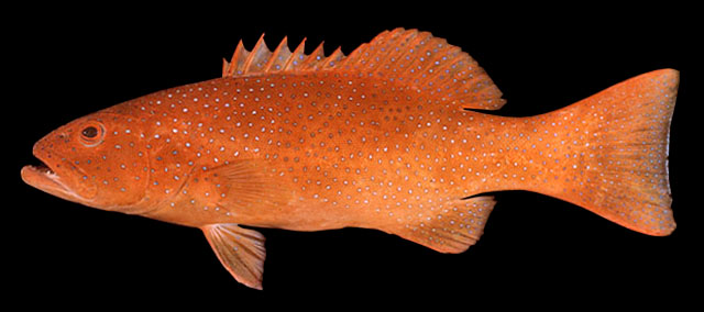 ปลากุดสลาดแดงจุดฟ้า
Plectropomus leopardus (Lacepède, 1802)	
 Leopard coralgrouper
ขนาด 100 cm
พ