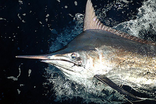 ปลากะโทงแทงแทงดำ
Istiompax indica (Cuvier, 1832)	
 Black marlin 
ขนาด 465 cm
พบตามใกล้ผิวน้ำ และ