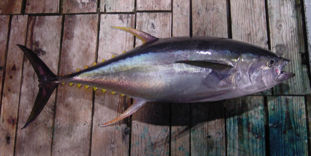 ปลาทูน่าครีบเหลือง
Thunnus albacares (Bonnaterre, 1788)	
 Yellowfin tuna 
ขนาด 250 cm
พบหากินเป็
