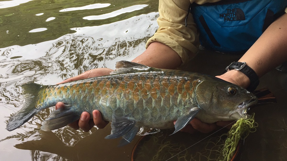 ตกปลาต้นน้ำแก่งกระจาน  ตามล่าหากระสูบใหญ่ และ ปลาพลวง  : GenePoolFishing 