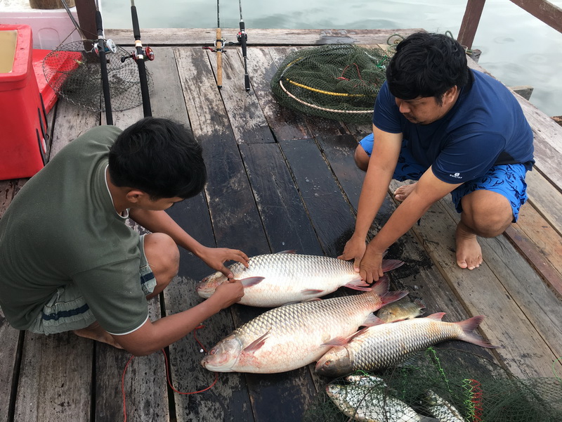 เตรียมเอาปลาใส่ถังกันล่ะครับ ปลากระโดดทะลุกระชังหายไปไม่รู้ตัว เหลืออยุ่แค่นี้  :laughing: