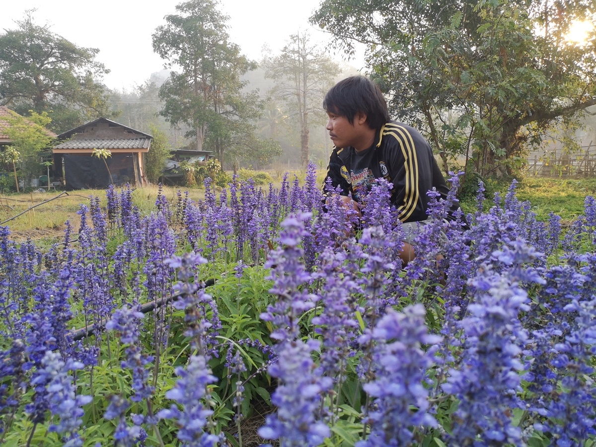 มาถึงศูนย์เกษตรพื้นที่สูง ที่ทำงานน้าตุ้ย ยังไม่เจอน้าตุ้ย เห็นบอกออกไปธุระ ผมเลยมาถ่ายรูปที่แปลงดอก