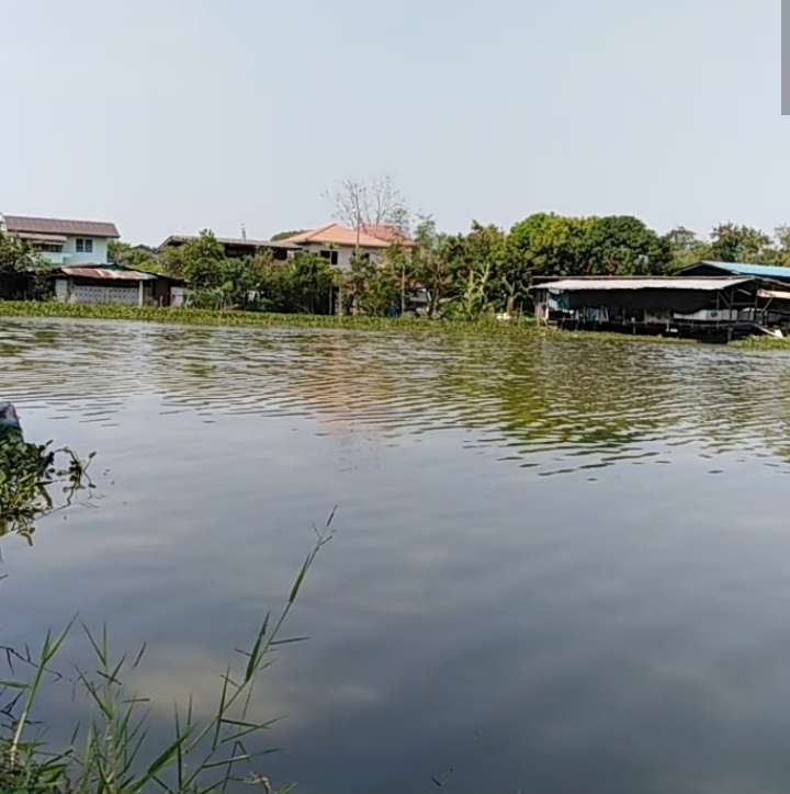 สภาพบ่อใหญ่​ให้ซื้อข้าวไปกินด้วยน้ำมีร้านค้าขาย​ 