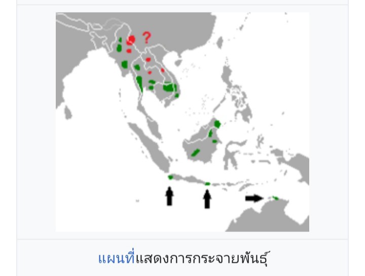  [b]ถิ่นที่อยู่และรายละเอียด[/b]

วัวแดง เป็นวัวป่าชนิดหนึ่ง มีชื่อวิทยาศาสตร์ว่า Bos javanicus รู