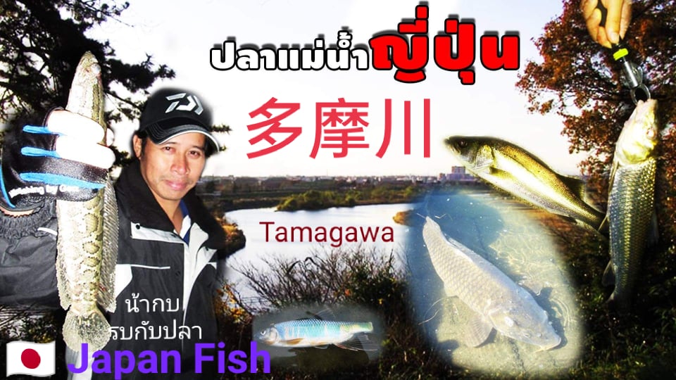 รวมปลาแม่น้ำชนิดต่างๆในญี่ปุ่นและแนะนำการตกปลา Japan Fishing River