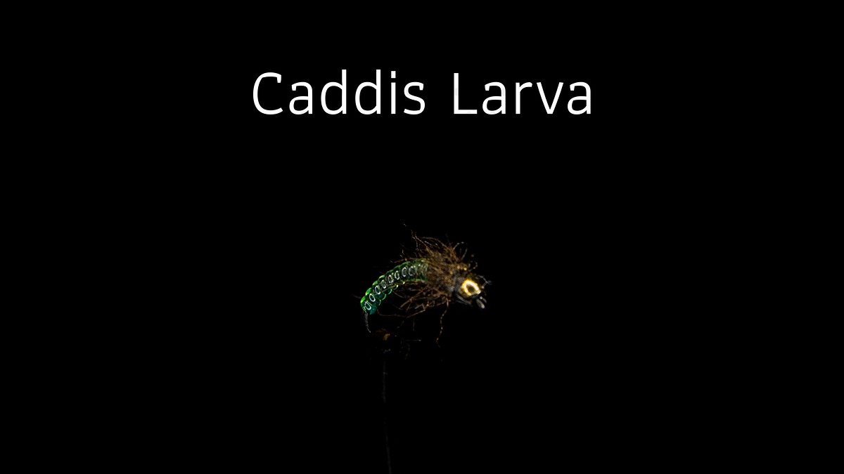 ทำเหยื่อฟลาย Caddis Larva Fly Tying [ฟลายพันดึก]