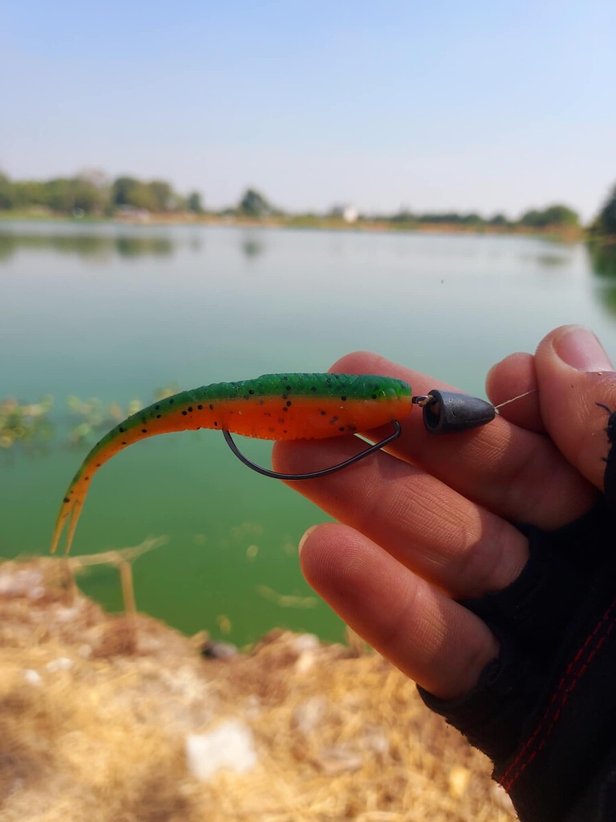 วันนี้ใช้เหยื่อตัวนี้ Rapala Crush City "The Jerk" 3.75นิ้ว