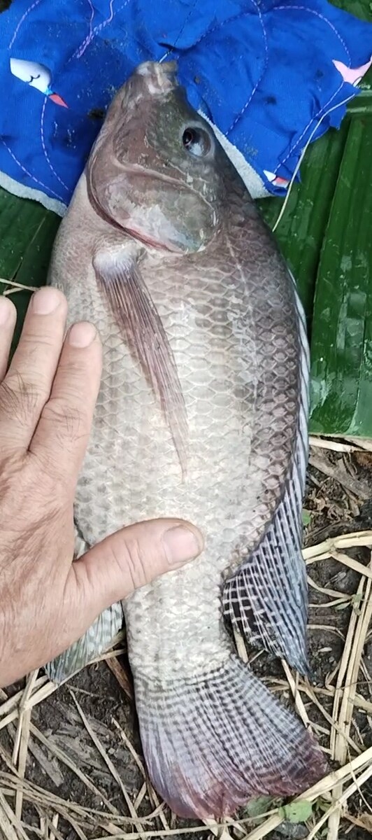 ตัวนี้1.3โล