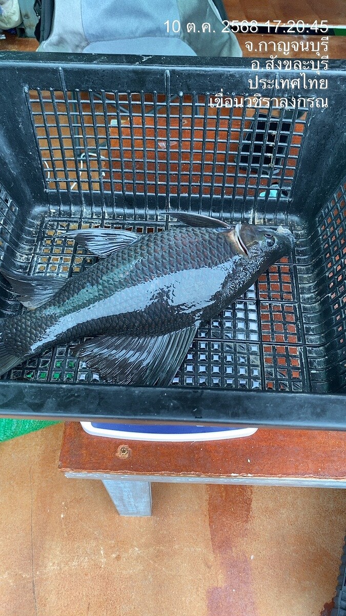  [b]หมานๆ[/b] :cheer: