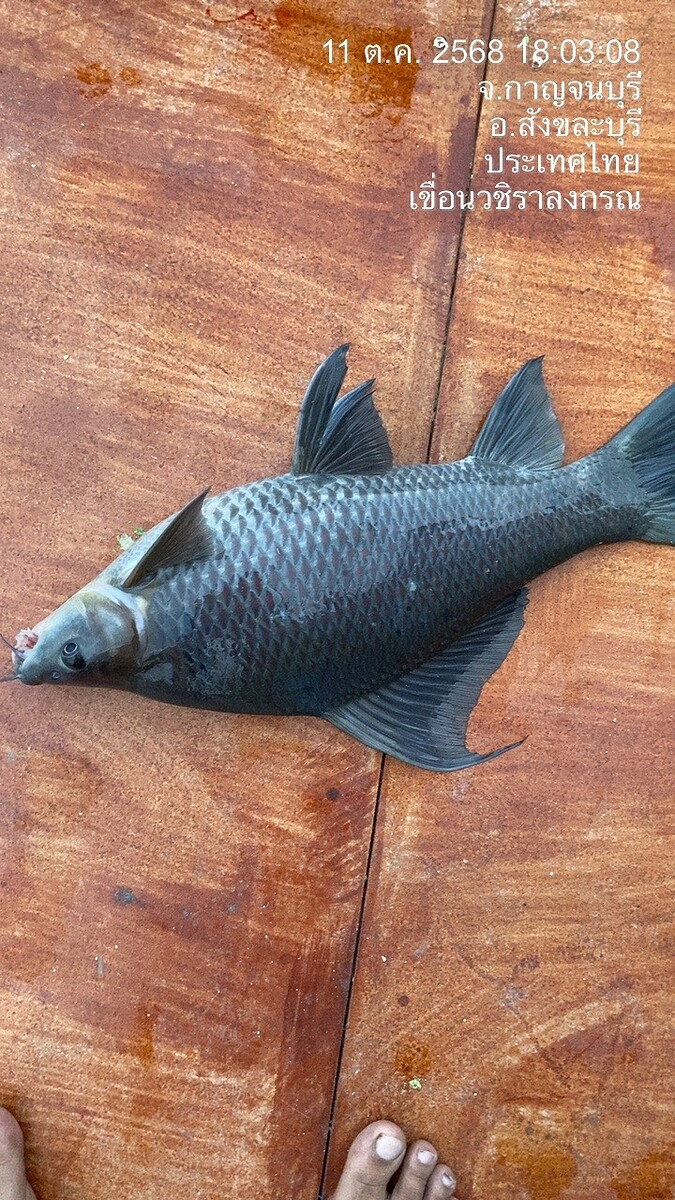  [b]ได้ขึ้นชั่งไป[/b] :cheer: