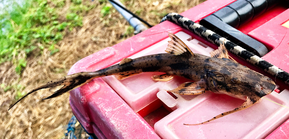 ปลาแค้แม่น้ำน้อย