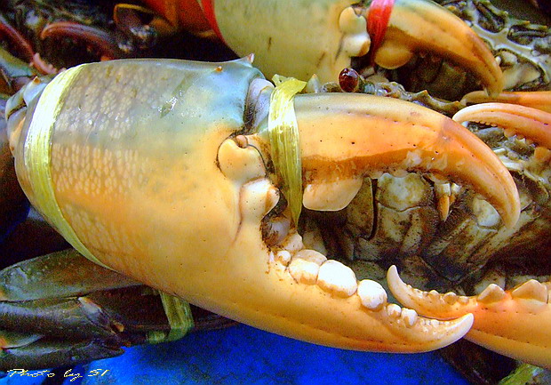 หากินปูที่ไหนดี